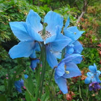 Meconopsis  'Stewart Annand'